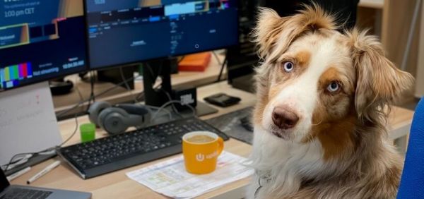 Hund sitzt vor PC, als würde er arbeiten