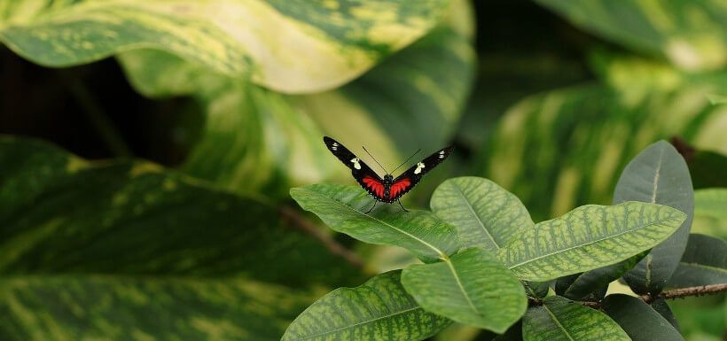 Schmetterling auf Blättern, zum Abflug bereit